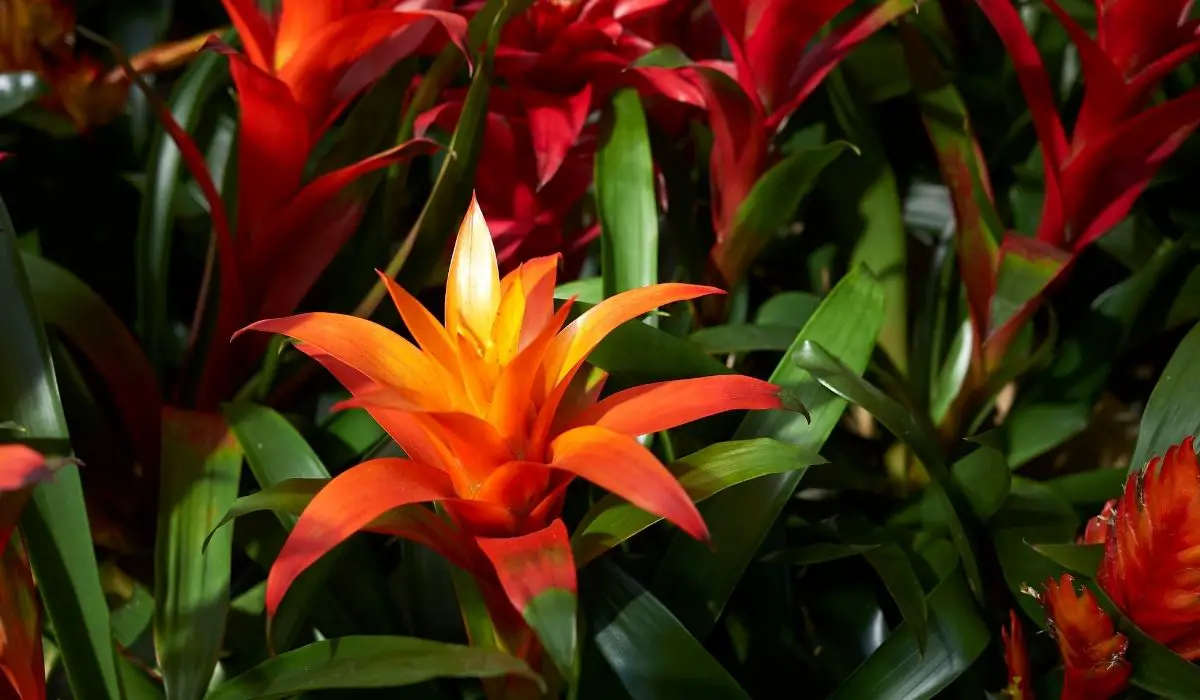 The Best Plants For Florida Lanai 