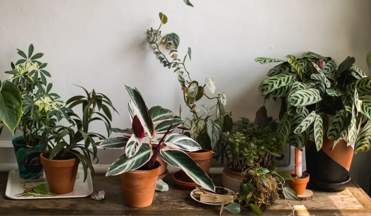 The Best Worm Castings For Indoor Plants 