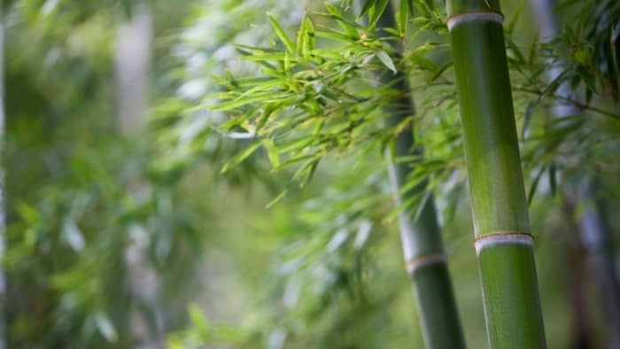 What is best fertilizer for bamboo?