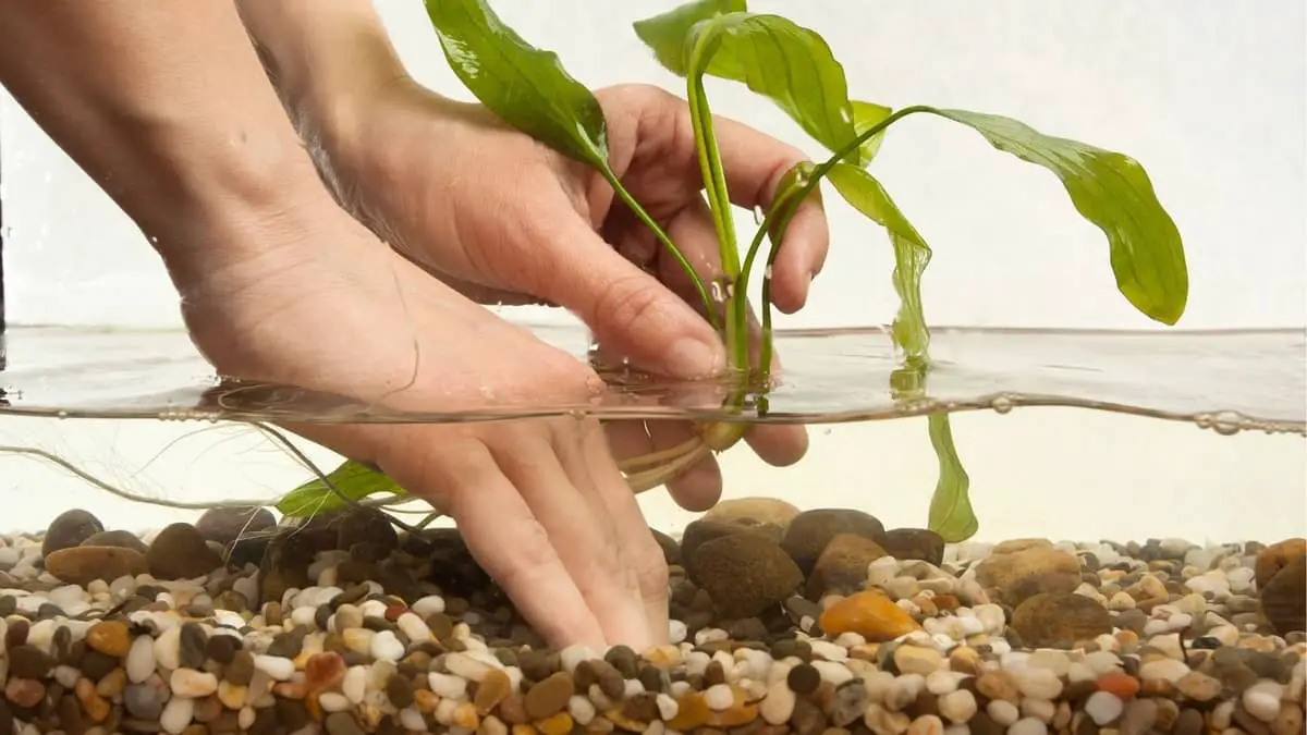 10 Best Houseplants For Aquaponics Fish Tank