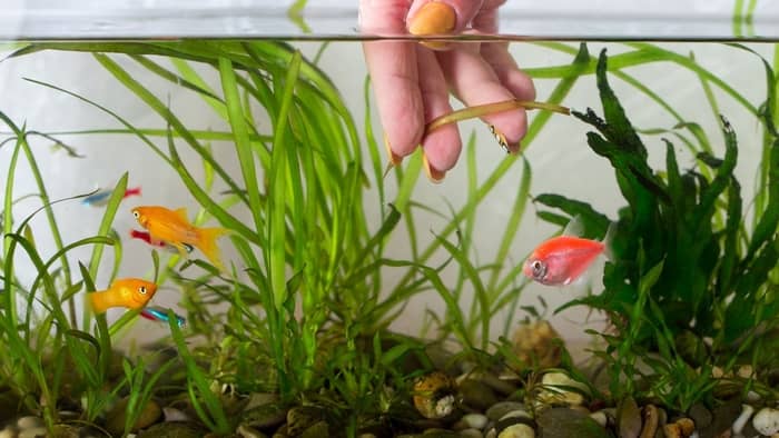 What house plants can grow in a fish tank?
