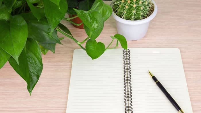 Which plant is best for the office desk