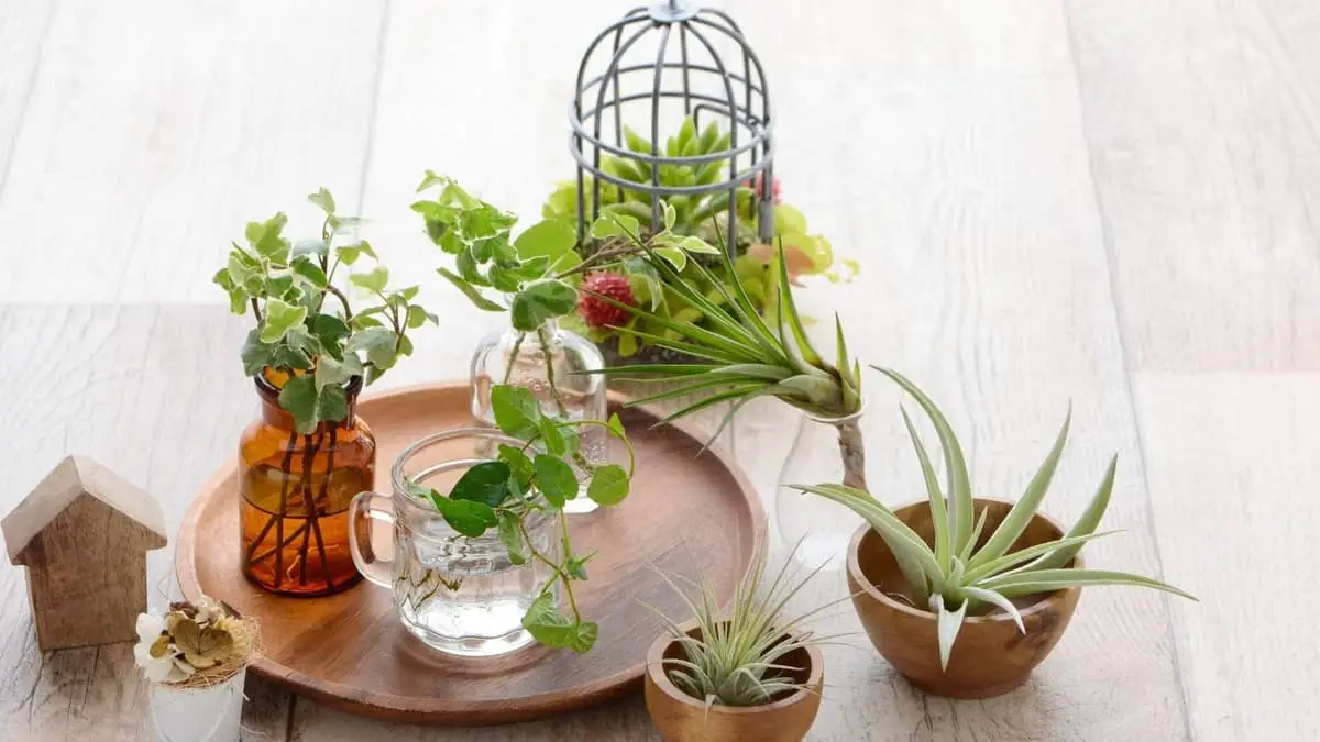 Features Of The Best Container For Air Plants 