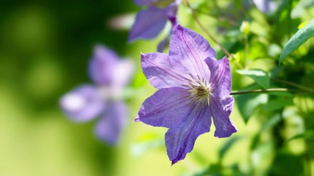 The Best Fertilizer For Clematis Plants Gardening Slash