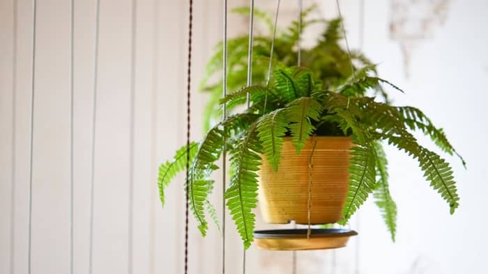 Which indoor plant is good for positive energy?