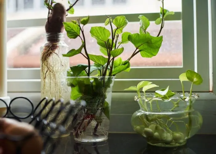  Which plant should be kept in kitchen