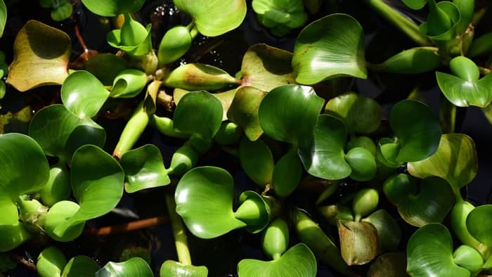 What are the three types of aquatic plants