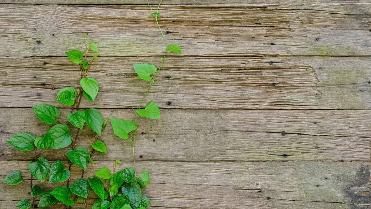 Top 7 Best Climbing Plants for Wooden Fences