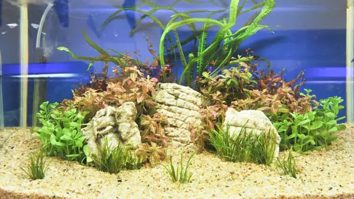 Will aquarium plants grow in cold wate