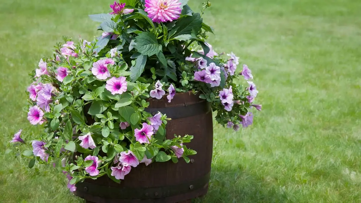 Top 15 Best Plants For Whiskey Barrels