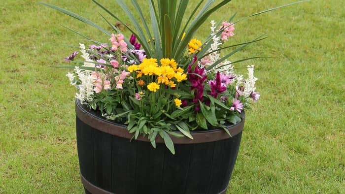 What do you fill a whiskey barrel planter with