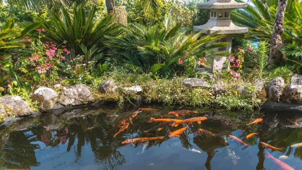 16 Best Plants For Around A Pond Gardening Slash