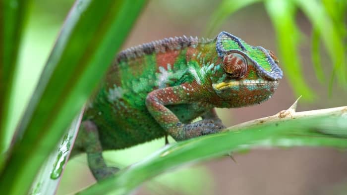 Best Live Plants For Chameleons