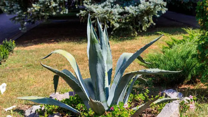 Growing Agave Plant