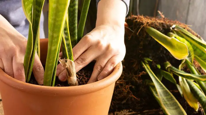 Taking Care Of Your Potting Soil For Snake Plants