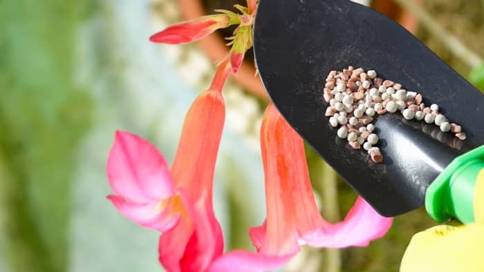 The Best Fertilizer For Desert Rose Plants Should Contain
