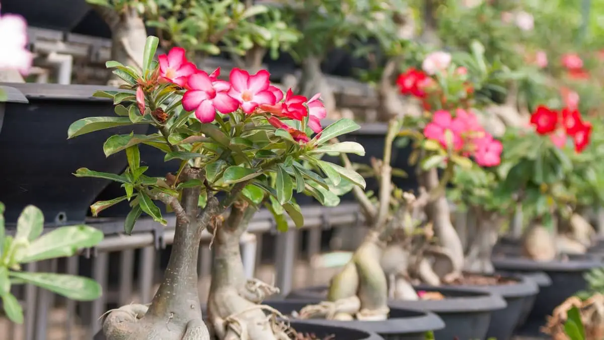 The Best Fertilizer For Desert Rose Plants