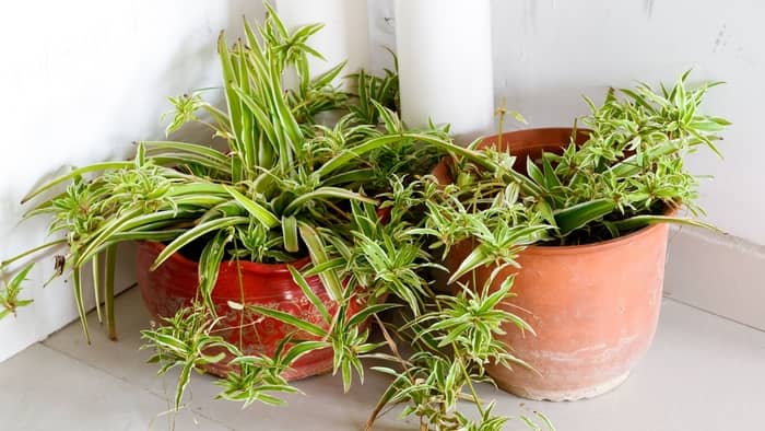 The Best Pot For Spider Plants