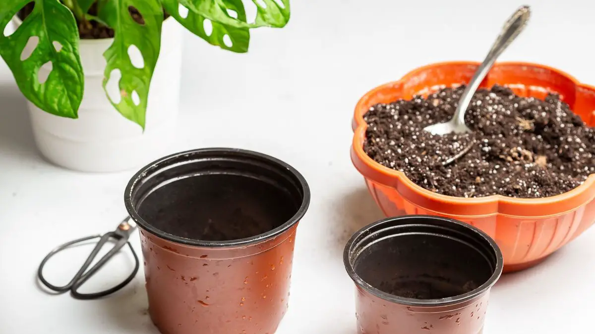 The Best Potting Soil For Monstera Plants
