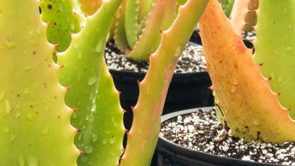 The Best Soil For Agave Plants Gardening Slash