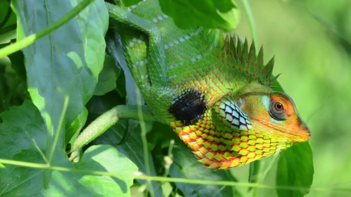 Top 17 Best Live Plants For Chameleons
