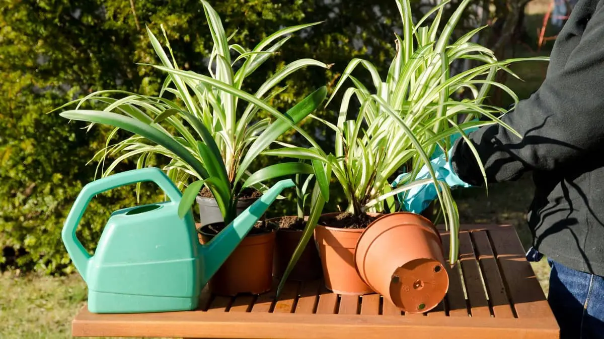 Top 3 Best Pots For Spider Plants