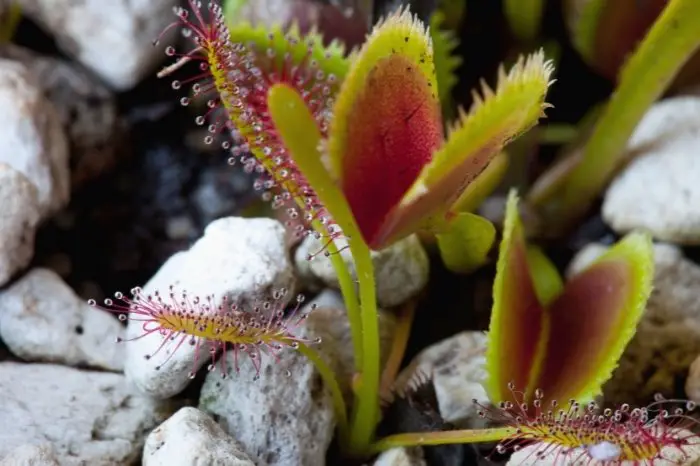 In Which Areas Do Carnivorous Plants Grow
