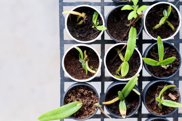 Planting From Seed Vs. Buying Grown Plants: Which Is Best