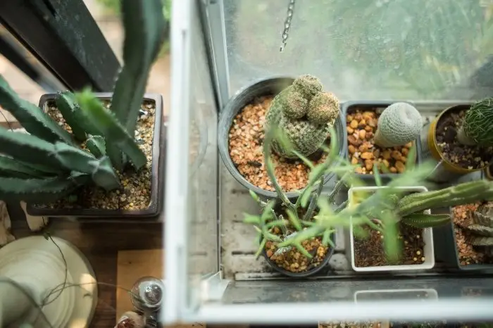 Reasons To Add Plants To A Terrarium