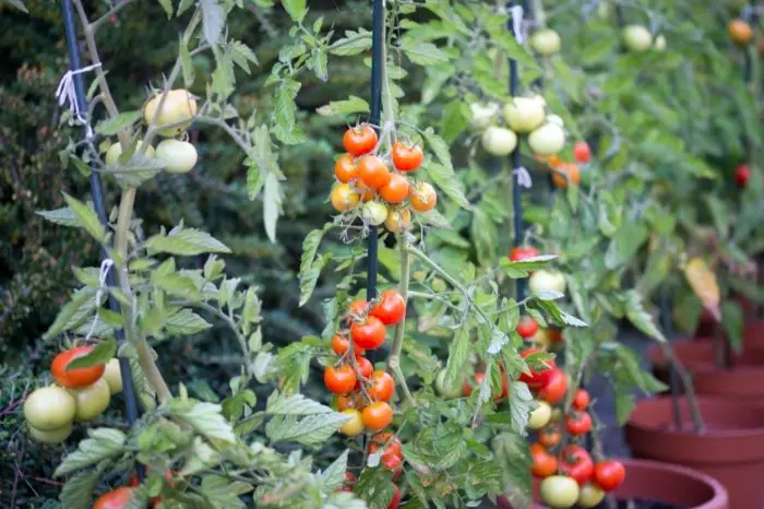 Reasons To Spray Your Tomato Plants