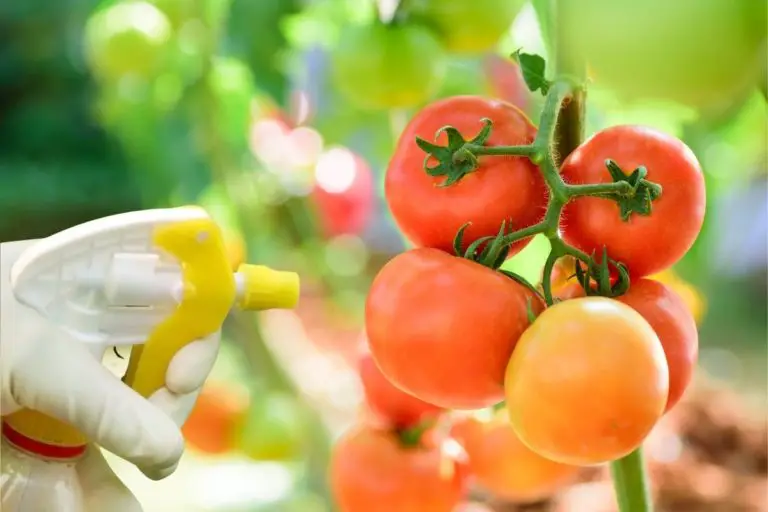 The 1 Best Spray For Tomato Plants Gardening Slash