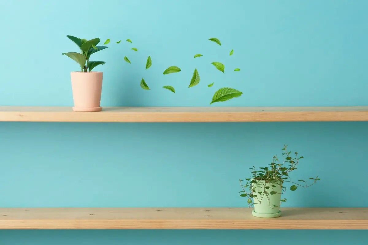 The 5 Best Floating Shelves For Plants