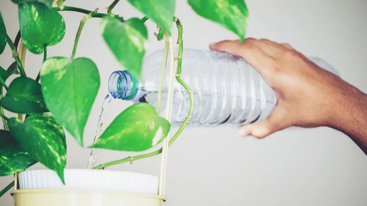The Best Bottled Water For Plants