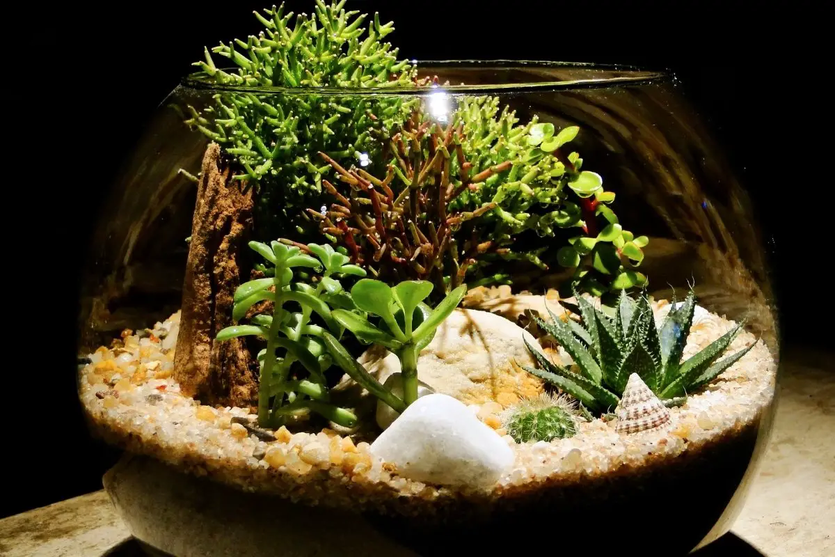 best terrarium plants for low light