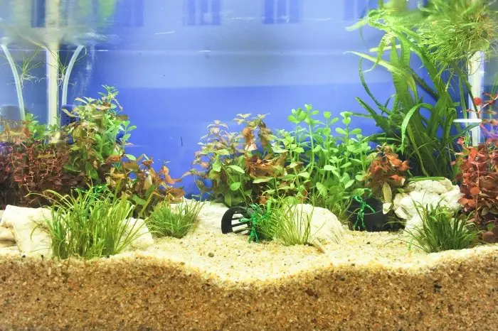 How To Choose The Best Aquarium Substrate
