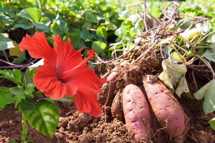 Sweet Potato Vine - Best Companion Plants For Hibiscus
