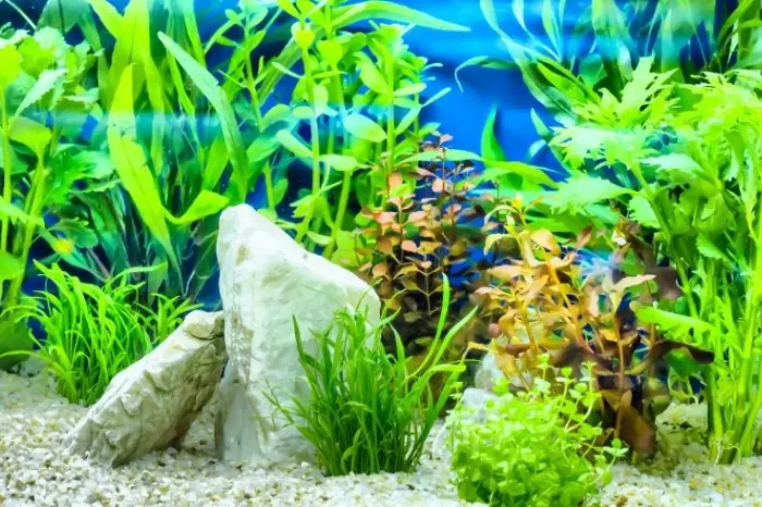 What Are Aquatic Plants