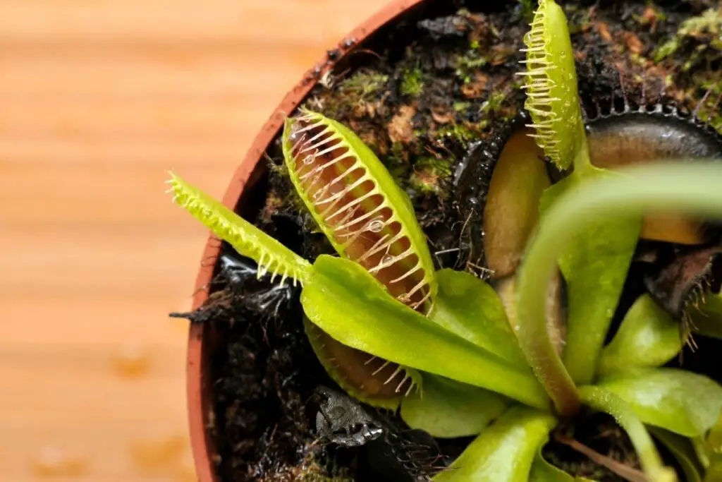 The 5 Best Carnivorous Plants For Indoors Gardening Slash