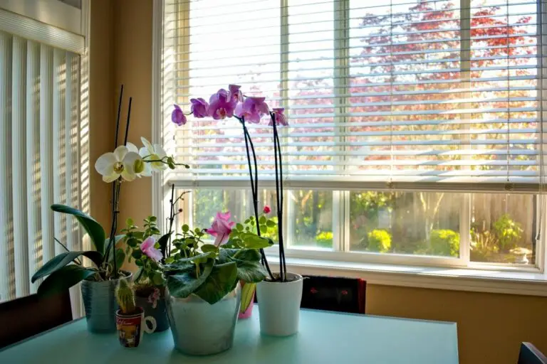 The 3 Best Curtains For Plants Gardening Slash