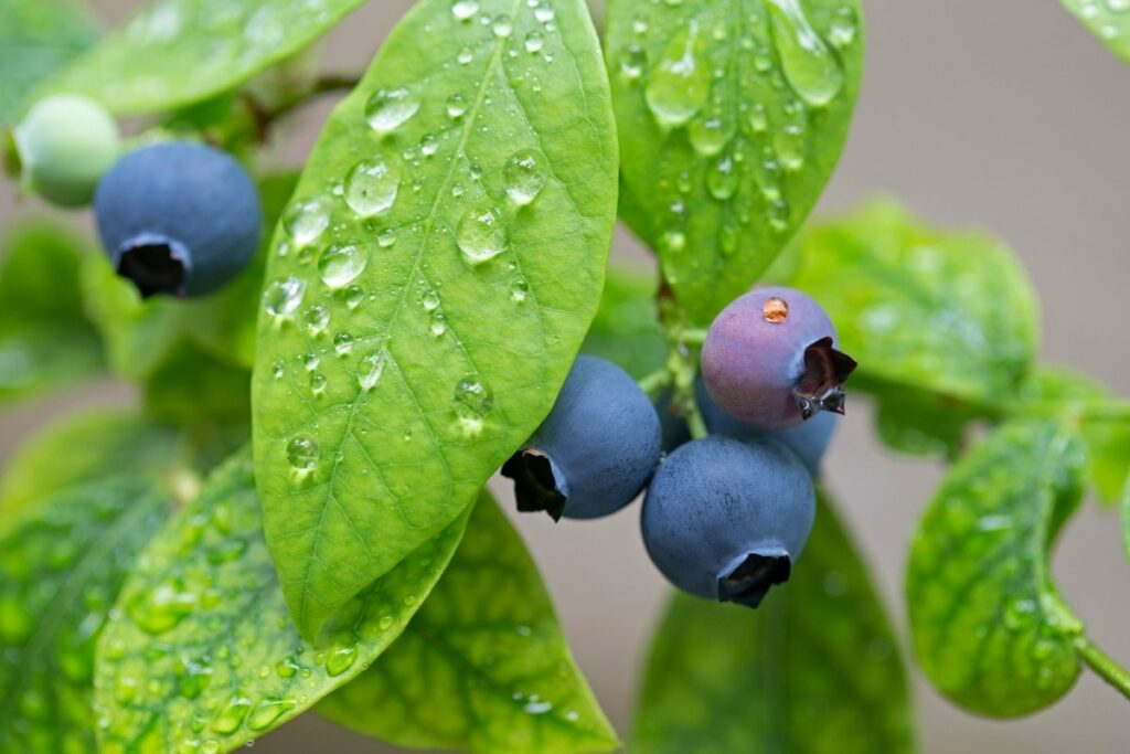 The 1 Best Fertilizer For Blueberry Plants the-1-best-fertilizer-for-blueberry-plants