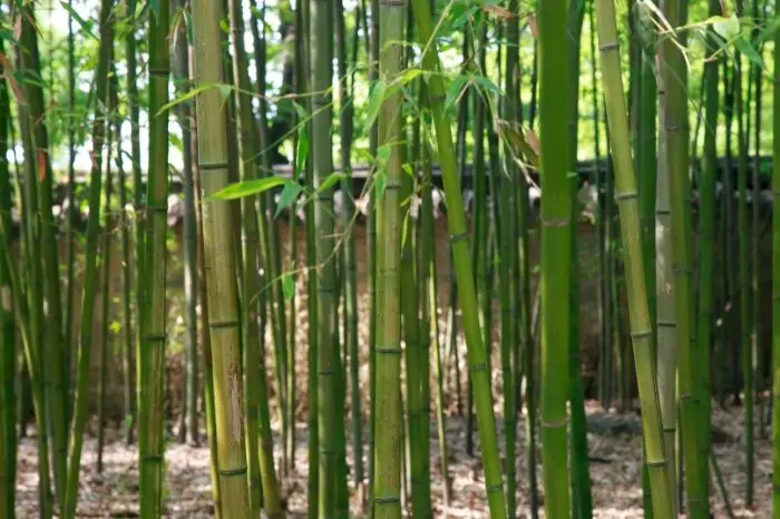 Best Plants For Noise Reduction - Bamboo