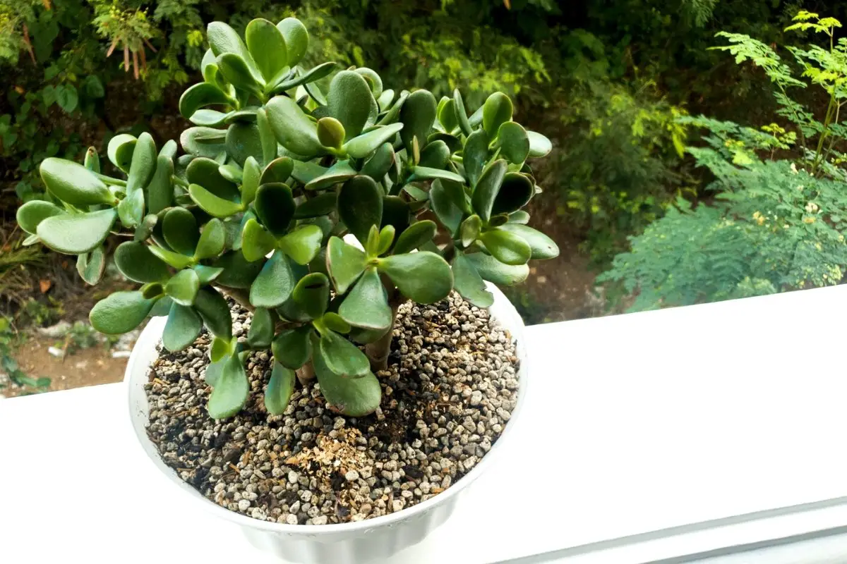 Best Potting Soil For Jade Plants