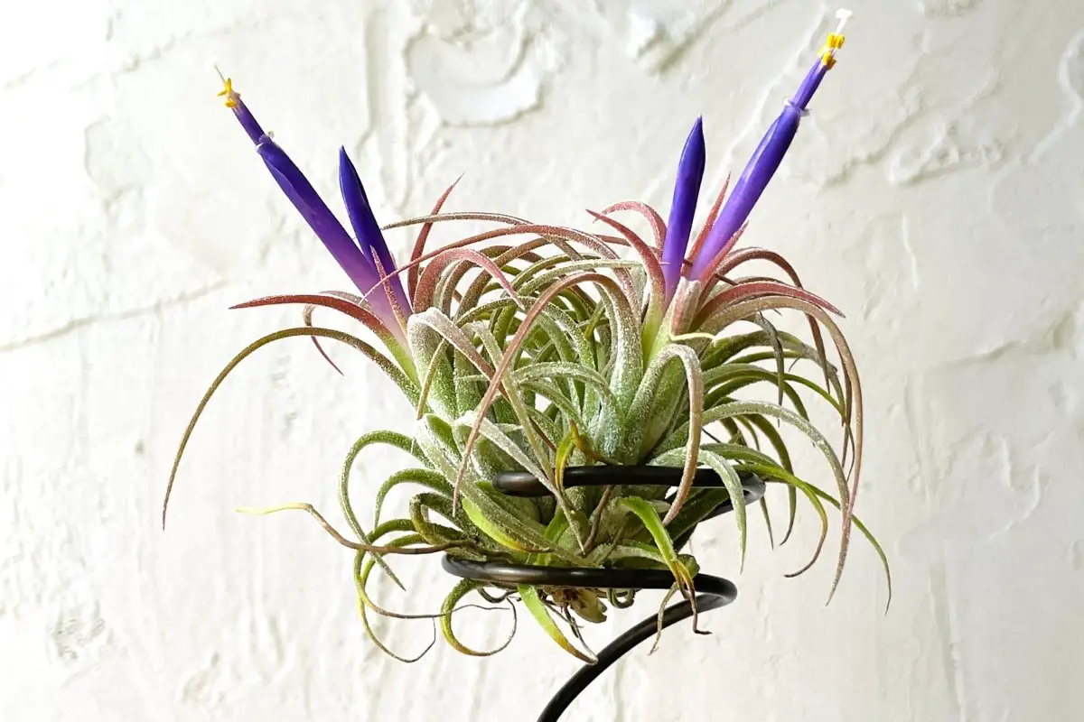 Best Water For Air Plants