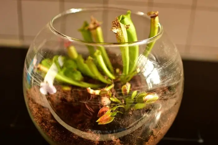 Carnivorous Plants For Home Use
