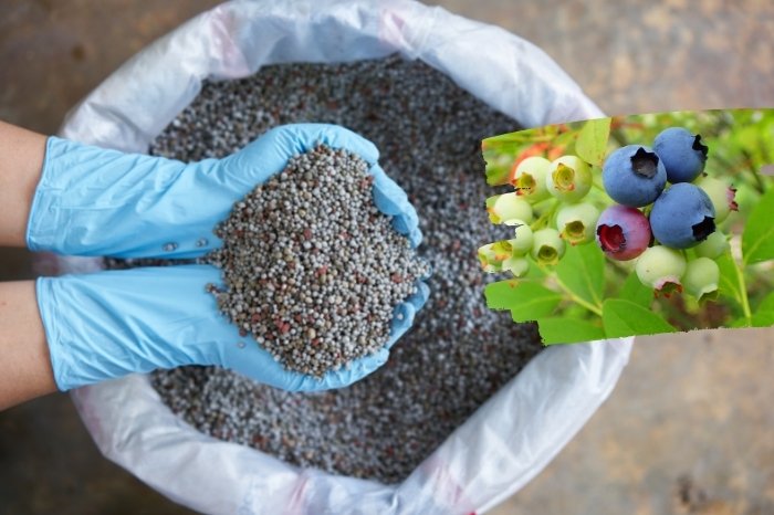Potassium Fertilizers For Blueberry Plants 