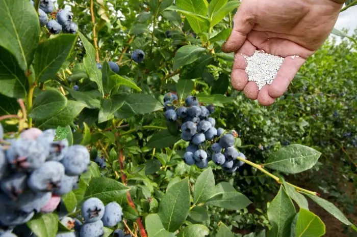 Which Fertilizer Is Best For Blueberries