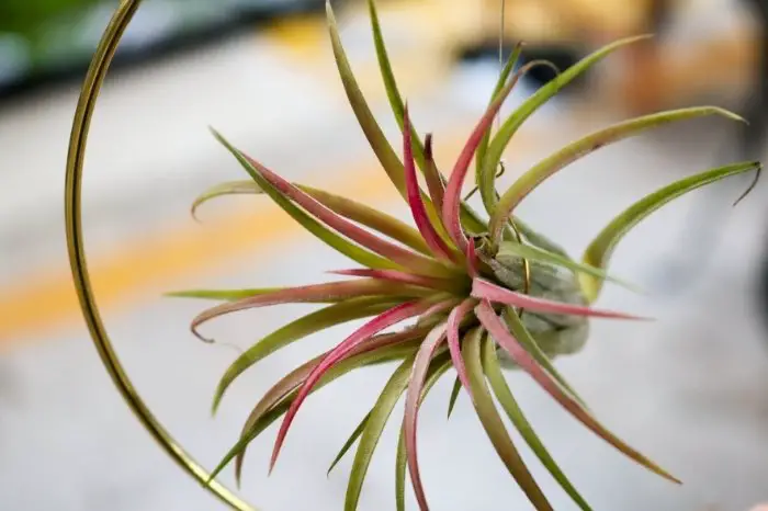 Why Do Air Plants Need Water