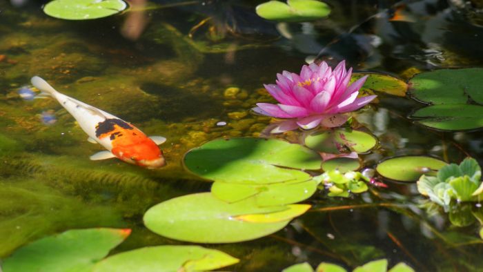  aquatic plants for koi pond