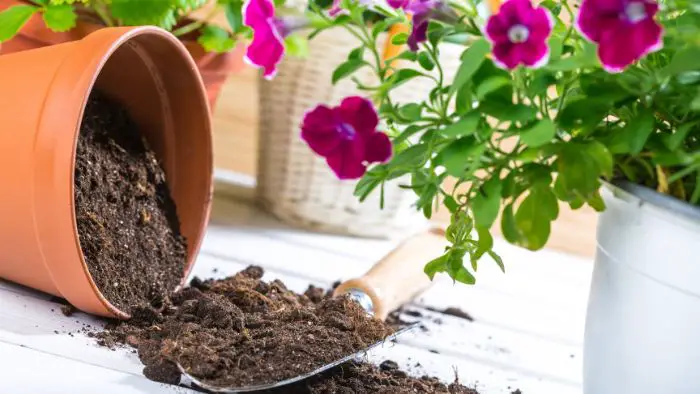  best organic potting soil for seedlings