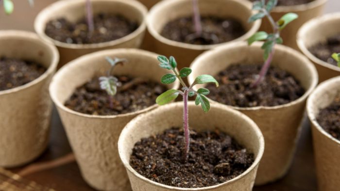  best organic soil for indoor plants